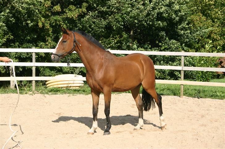 Hollandsk Sportspony Macho <3 R.I.P. baby <3 - Træning 13.08.09. Træner "back" (at bakke). FOTO: Lars Kristiansen billede 5