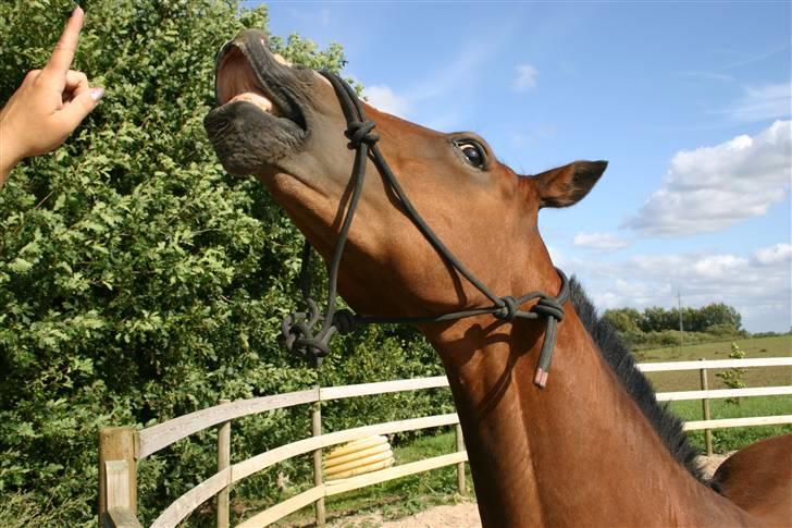 Hollandsk Sportspony Macho <3 R.I.P. baby <3 - Træning 13.08.09. At smile :) FOTO: Lars Kristiansen billede 7