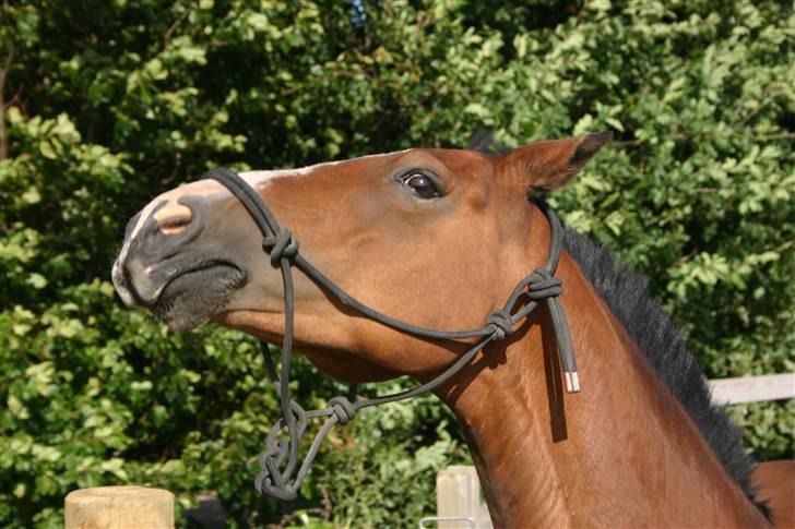 Hollandsk Sportspony Macho <3 R.I.P. baby <3 - Træning 13.08.09. Ligger an til at smile og tag hovedet på skrå :P FOTO: Lars Kristiansen billede 9