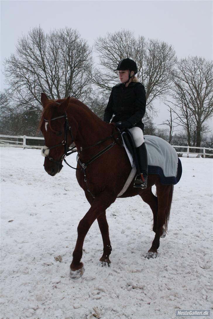 Anden særlig race Galant - vsr  - Part <3 - Foto ECS nr. 3 billede 3