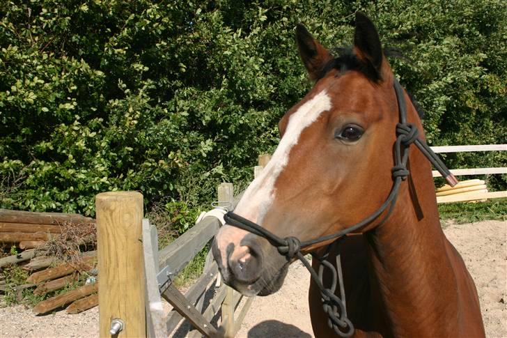 Hollandsk Sportspony Macho <3 R.I.P. baby <3 - Træning 13.08.09. Smukke hest!! FOTO: Lars Kristiansen billede 10