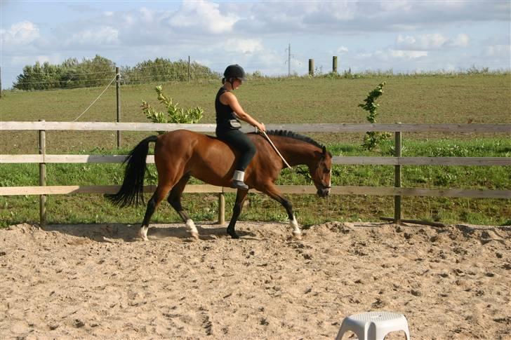 Hollandsk Sportspony Macho <3 R.I.P. baby <3 - Træning 13.08.09. FOTO: Lars Kristiansen billede 11