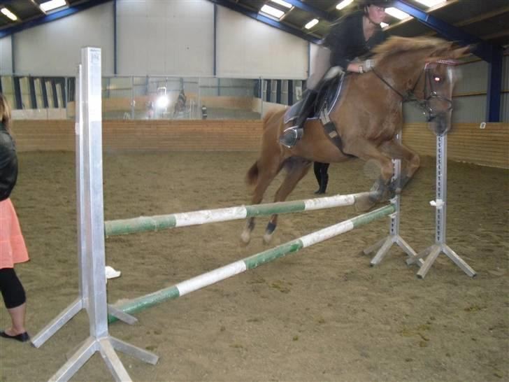 Tysk Sportspony Lex 35  - Anden gang jeg springer ham:) Foto:L´F billede 14