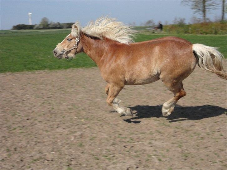 Haflinger Gaya *SOLGT* :'(  - Gaya i ful galop i maj 2011 4 år gammel billede 1