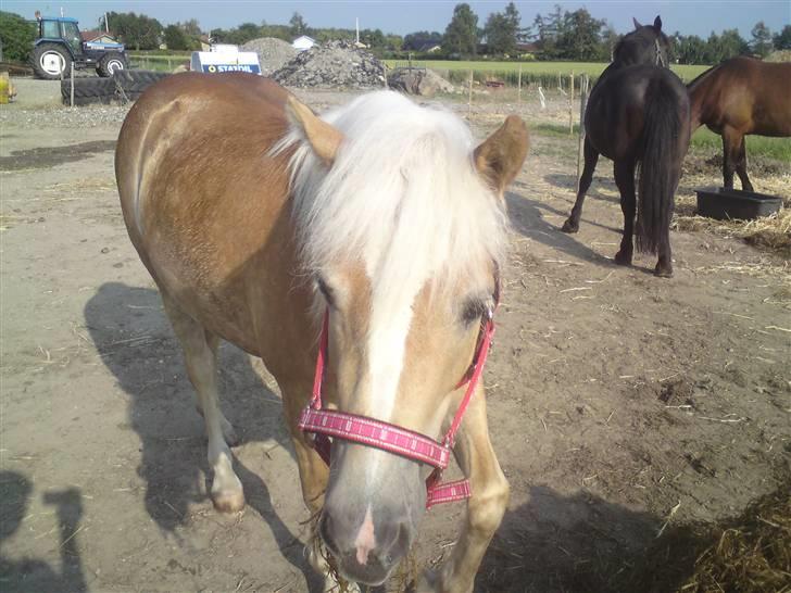 Haflinger Gaya *SOLGT* :'(  - Gaya som 2 års : ) billede 2