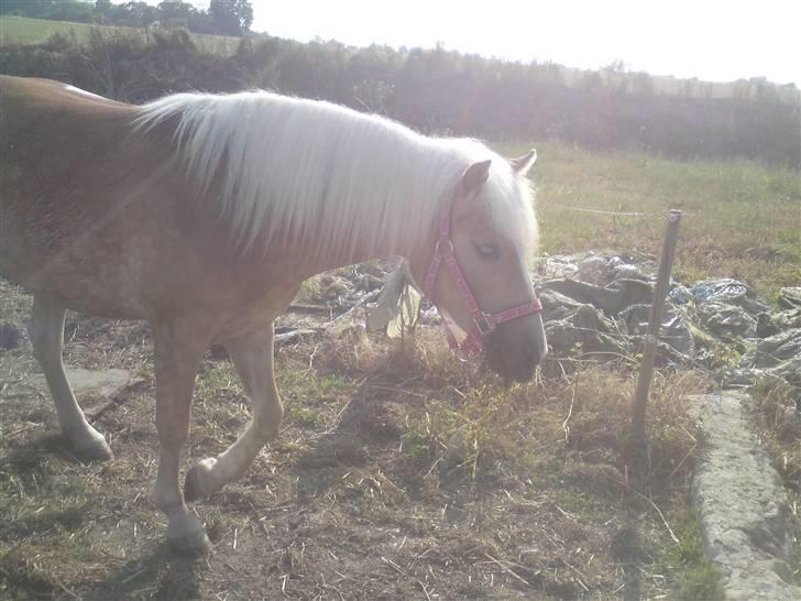 Haflinger Gaya *SOLGT* :'(  - Gaya som 2 års : ) billede 3