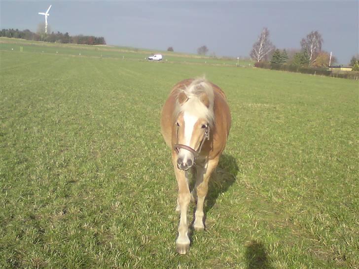 Haflinger Gaya *SOLGT* :'(  - billede er taget her i november 2009 :) så hun er to år :) billede 4