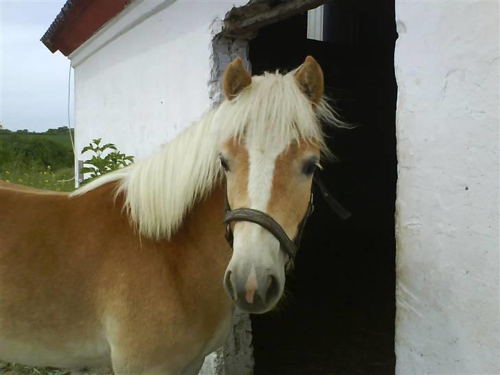 Haflinger Gaya *SOLGT* :'(  - Gaya som 1 års : ) billede 5