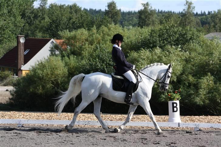 Connemara Tikærsgårds Dirch Solgt - første landstævne (: billede 8