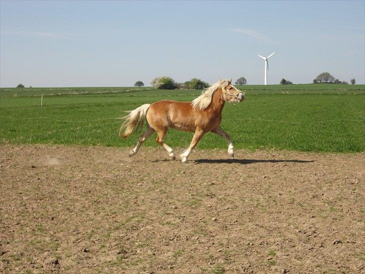 Haflinger Gaya *SOLGT* :'(  - Gaya som 1 års : ) billede 6