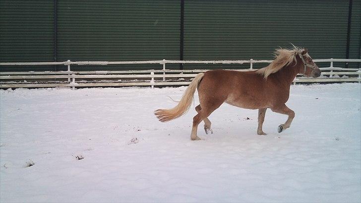 Haflinger Gaya *SOLGT* :'(  - d. 26/11-2010 Gaya i sne 3,5 år gammel :) billede 7