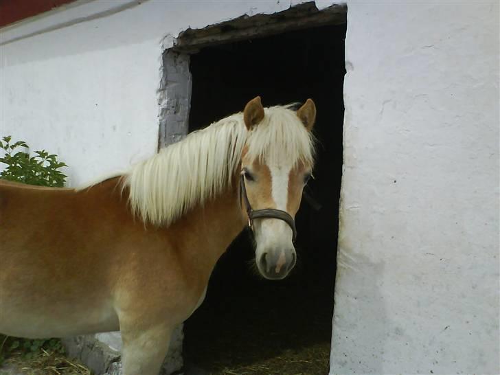 Haflinger Gaya *SOLGT* :'(  - Gaya som 1 års : ) billede 8