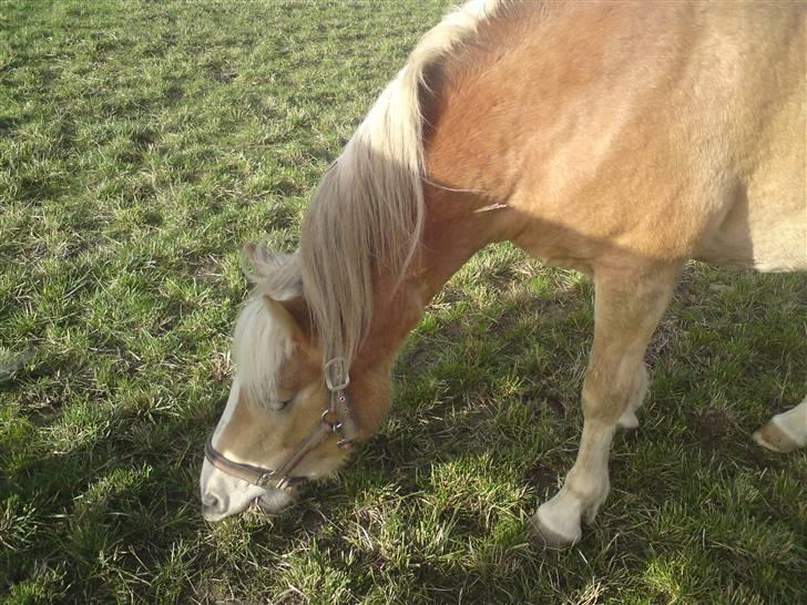 Haflinger Gaya *SOLGT* :'(  - Gaya som 2 års : ) billede 9