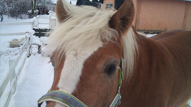 Haflinger Gaya *SOLGT* :'(  - d. 26/11-2010 Gaya i sne 3,5 år gammel :) billede 10