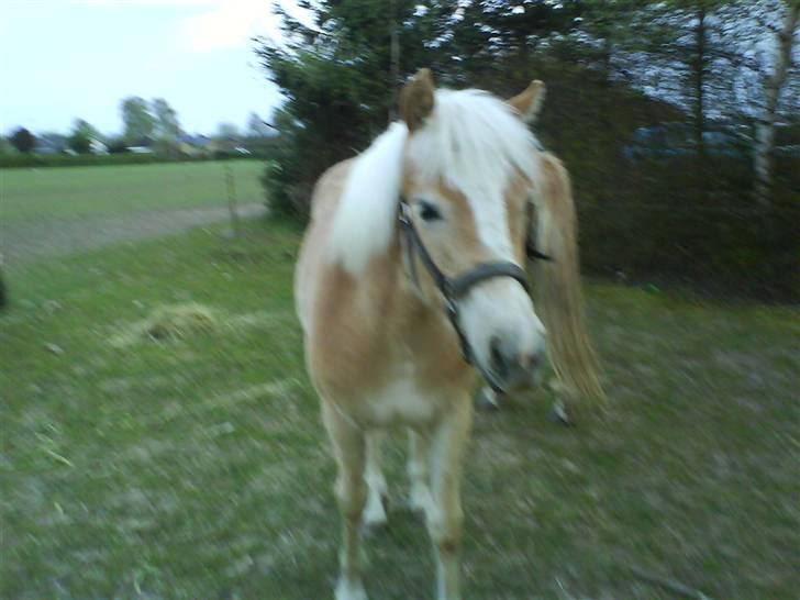 Haflinger Gaya *SOLGT* :'(  - Gaya som 1 års : ) billede 11