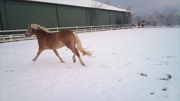 Haflinger Gaya *SOLGT* :'(  - d. 26/11-2010 Gaya i sne 3,5 år gammel :) billede 12