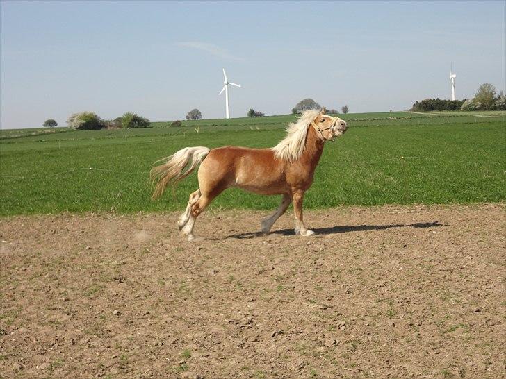 Haflinger Gaya *SOLGT* :'(  - Gaya 4 år i araber stil hehe :) billede 13