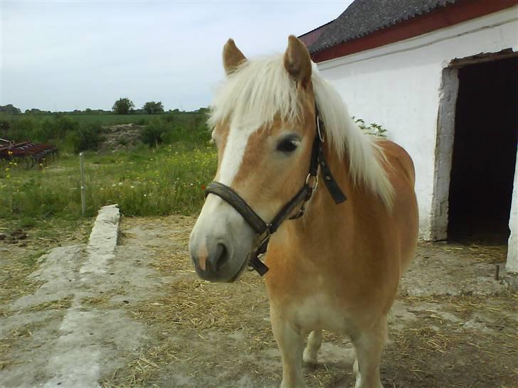 Haflinger Gaya *SOLGT* :'(  - Gaya som 1 års : ) billede 14