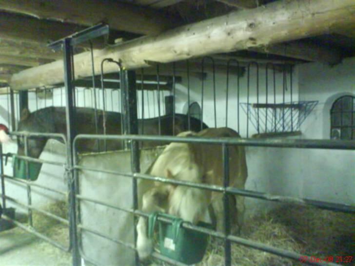 Haflinger Gaya *SOLGT* :'(  - Gaya som 1 års : ) billede 15