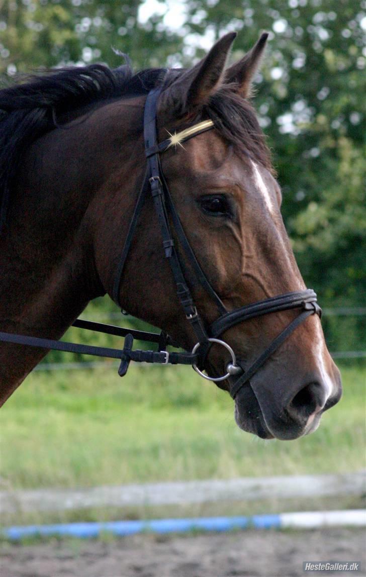 Dansk Varmblod Sunset  Bolero billede 14