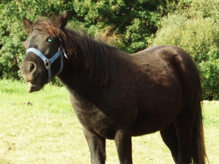 Anden særlig race  # Musse #  - 16-09-2009,   der er vist kommet et stykke æbel imellem tænderne eller ???? billede 15