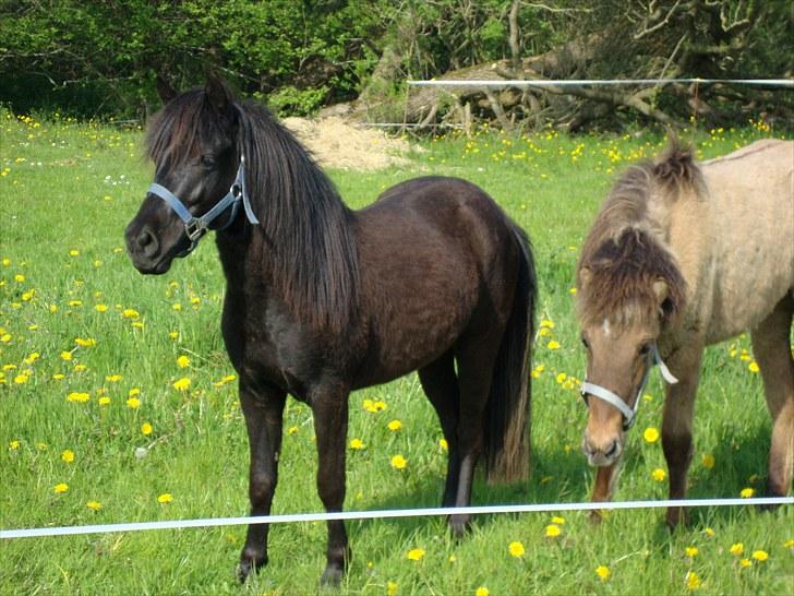 Anden særlig race  # Musse #  - 22-05-2010. billede 17