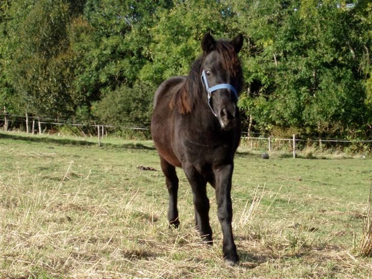 Anden særlig race  # Musse #  - 29-09-2009, kommer nu...... billede 18