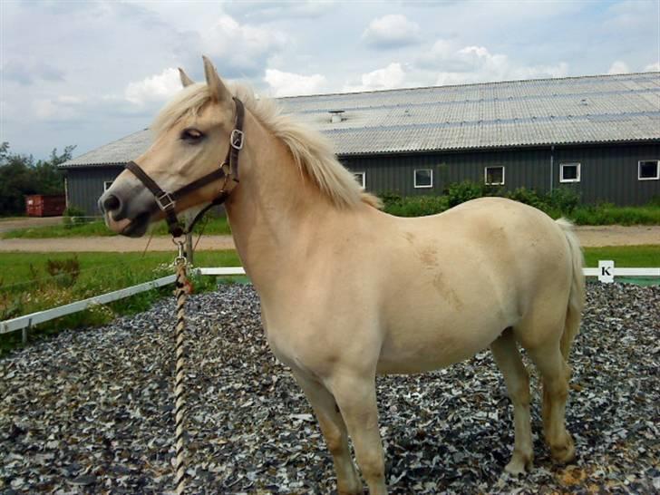 Anden særlig race Coka - GAMMEL PART - så charmerende ;D <3 billede 16