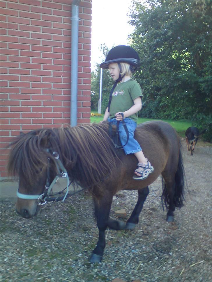 Shetlænder Buller - Så har Kira lært at ride helt alene på  den lille smukke... Dejligt han er så nem!! billede 7