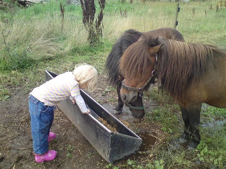 Shetlænder Buller - Værs´go ponz´er, så er der lidt mad til jer!! billede 8