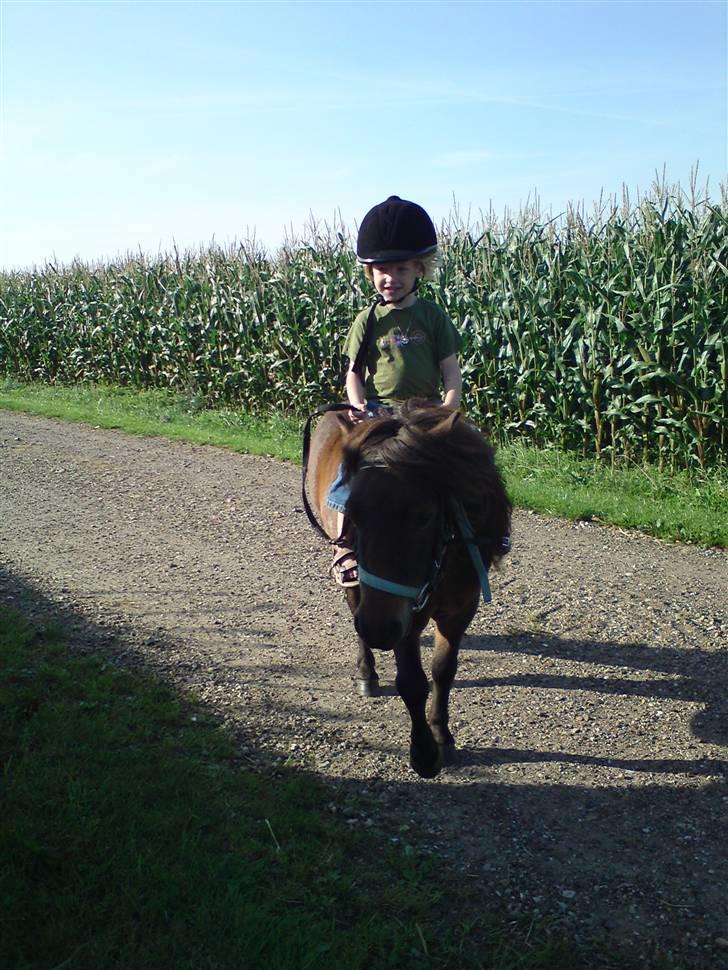 Shetlænder Buller - Lige et ridebillede mere, mor er SÅ stolt!! billede 9
