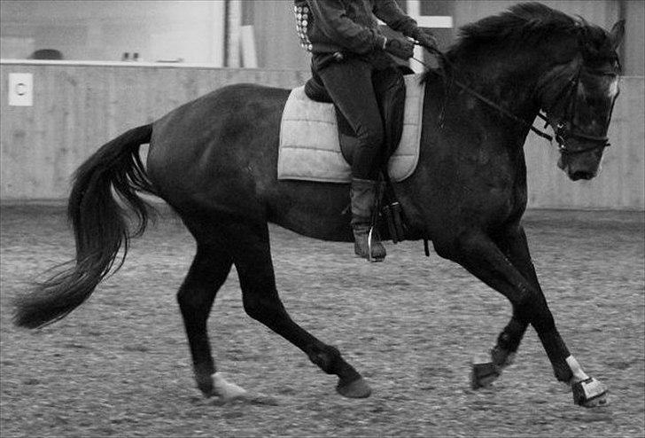 Anden særlig race Barnaby - nyeste billede af barnaby i ridning. Nu er han 4 år :)  billede 2