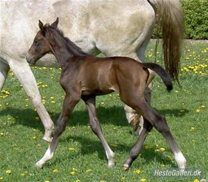 Anden særlig race Barnaby billede 3