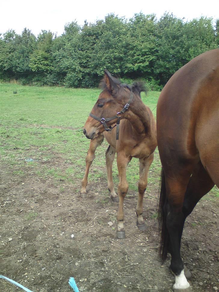 Traver *Select T* billede 11