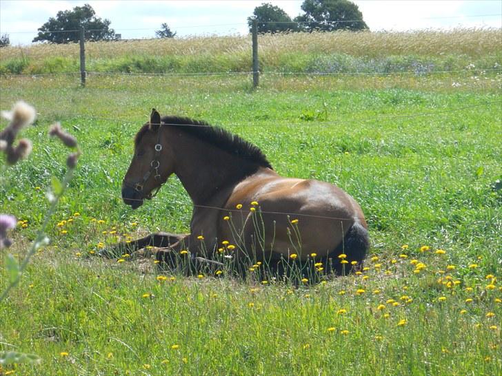 Anden særlig race Kiss Kiss Bang Bang DK  - Velkommen til Kiss kiss bang bang dk´s profil (; billede 1