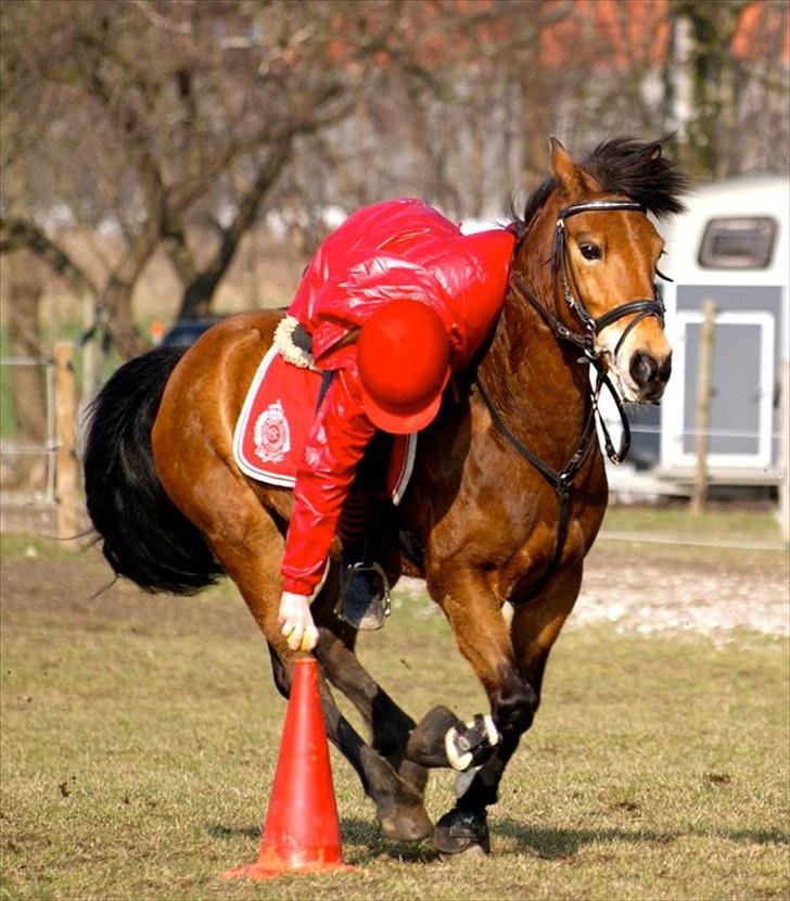 Anden særlig race Kiss Kiss Bang Bang DK  - Hilo - Landsholdsamling <3 billede 3