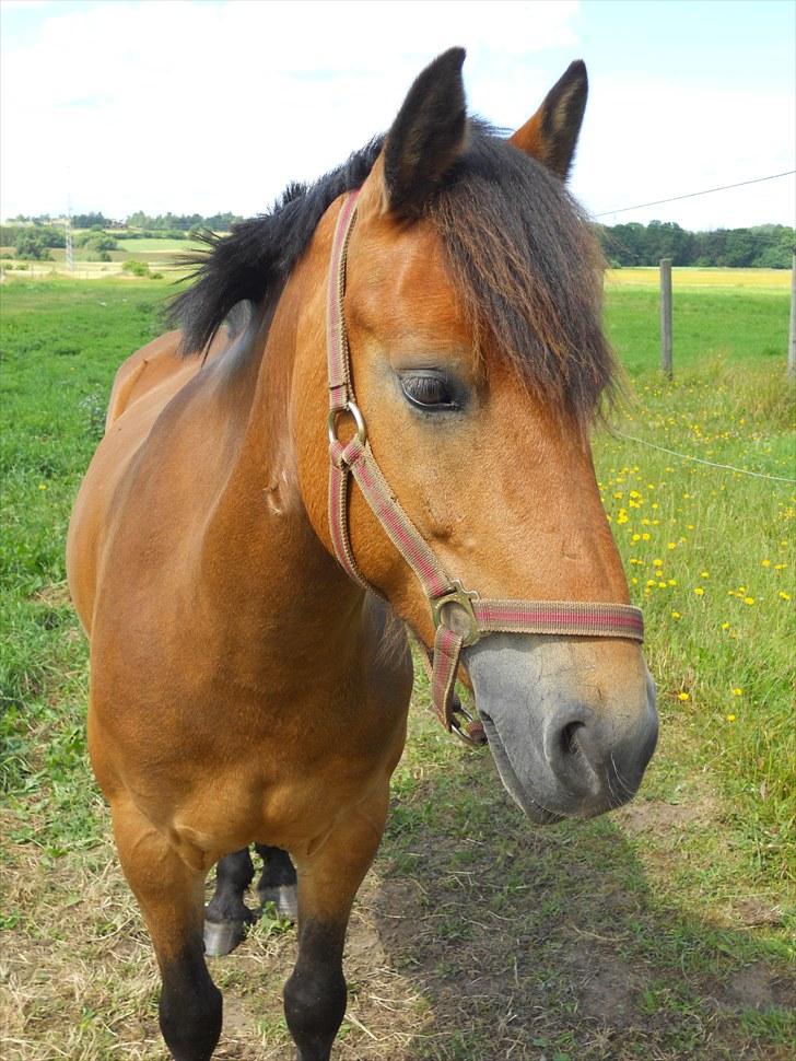 Anden særlig race Kiss Kiss Bang Bang DK  - minskat billede 5