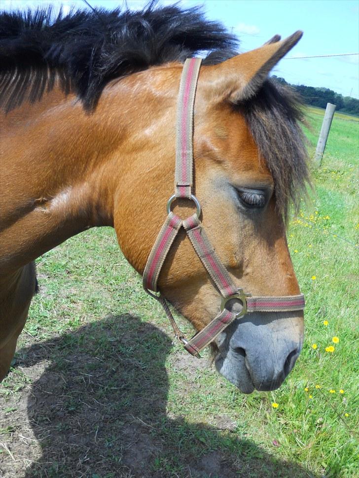 Anden særlig race Kiss Kiss Bang Bang DK  - dejlige pony<3 billede 6