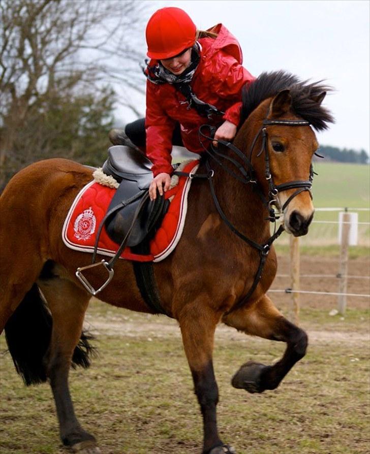 Anden særlig race Kiss Kiss Bang Bang DK  - haha(: hopper af. landsholdssamling 1-2april 2010 billede 7