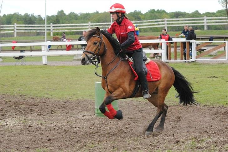Anden særlig race Kiss Kiss Bang Bang DK  - Nissecup sverige 2010 billede 8