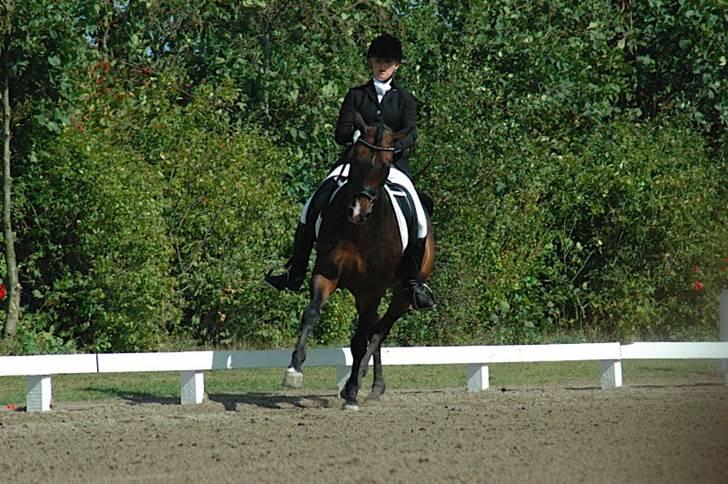 Tysk Sportspony Consider - Consi og jeg til DM i Ringsted 2009 billede 10