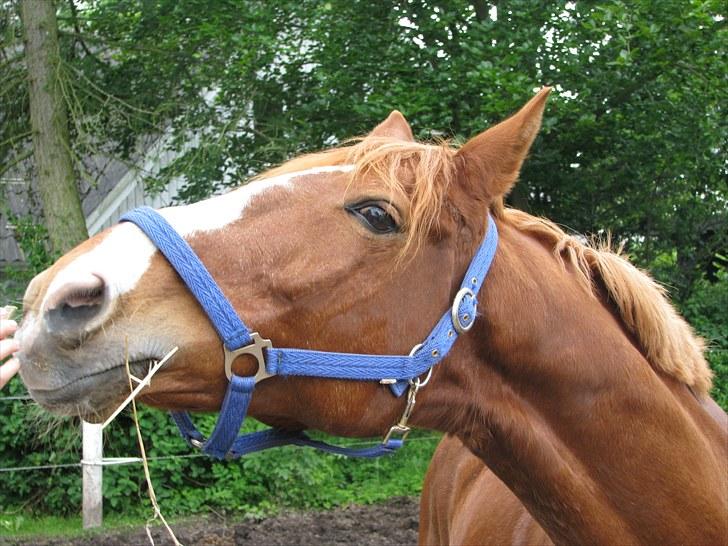 Frederiksborg Kentucky Charlie - Min smukke dreng. Hans skønhed er der ingen andre der kan måles med. billede 20