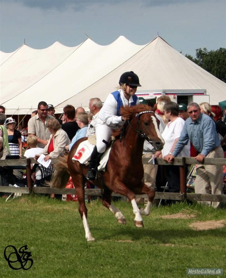 Welsh Pony af Cob-type (sec C) Aastrupgaards Elvis - Pandrup Væddeløb 2009. billede 15