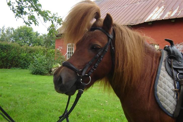 Shetlænder Walter (Rastellw Bomlund) billede 6