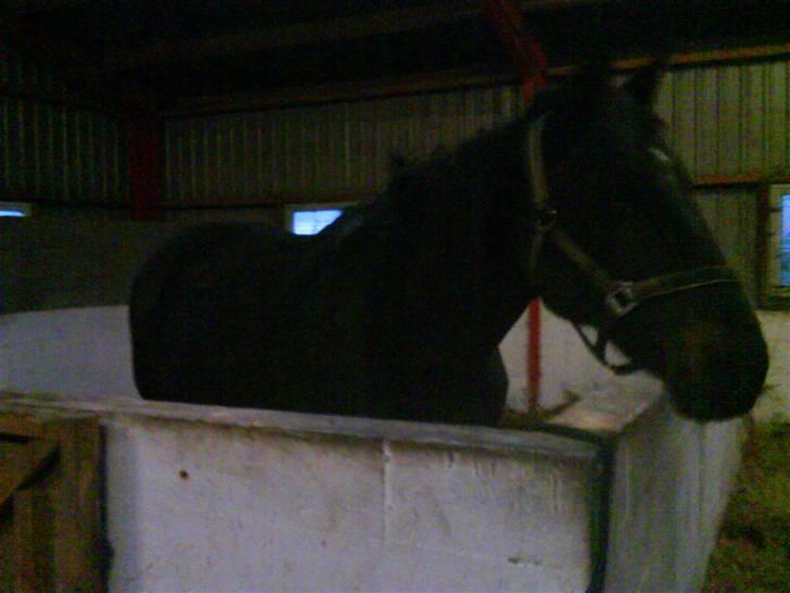 Traver Samedi *Hvil i fred* - hmm jaaa.. Det er Samedi i boksen  billede 2