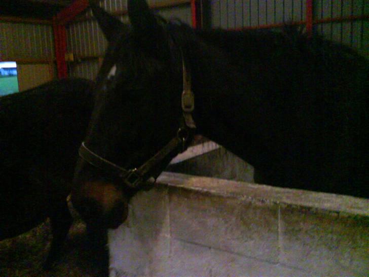 Traver Samedi *Hvil i fred* - Hun står lige og kigger over til de andre :D billede 3