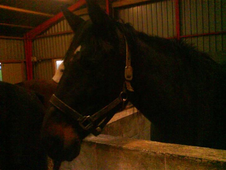 Traver Samedi *Hvil i fred* - Min niece pillede lige ved indstilligerne på kameraet :D billede 4