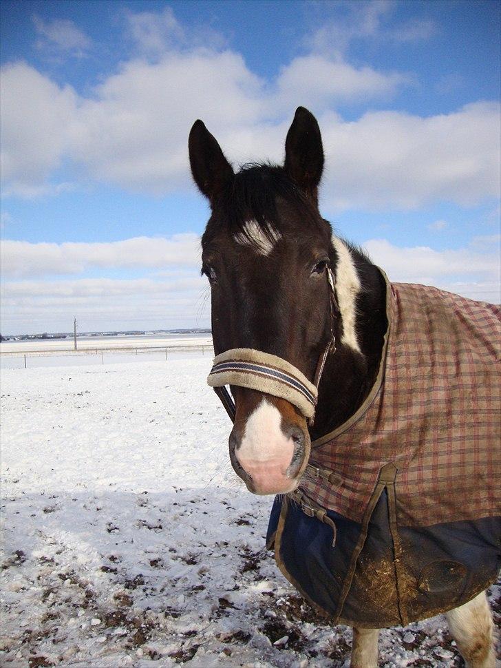 Anden særlig race Peanut<3 billede 12