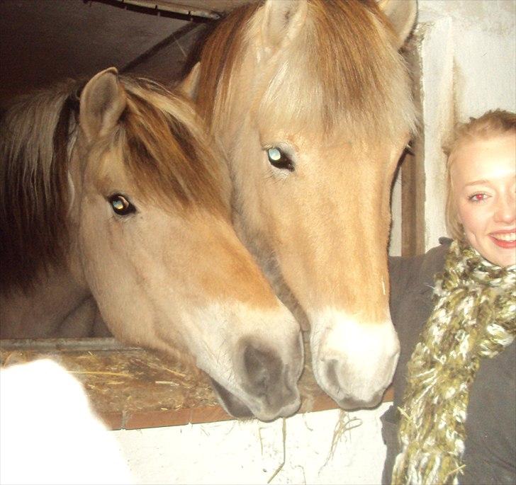 Fjordhest Tarzan<3 - Velkommen til Bassen´s profil <33.  billede 1