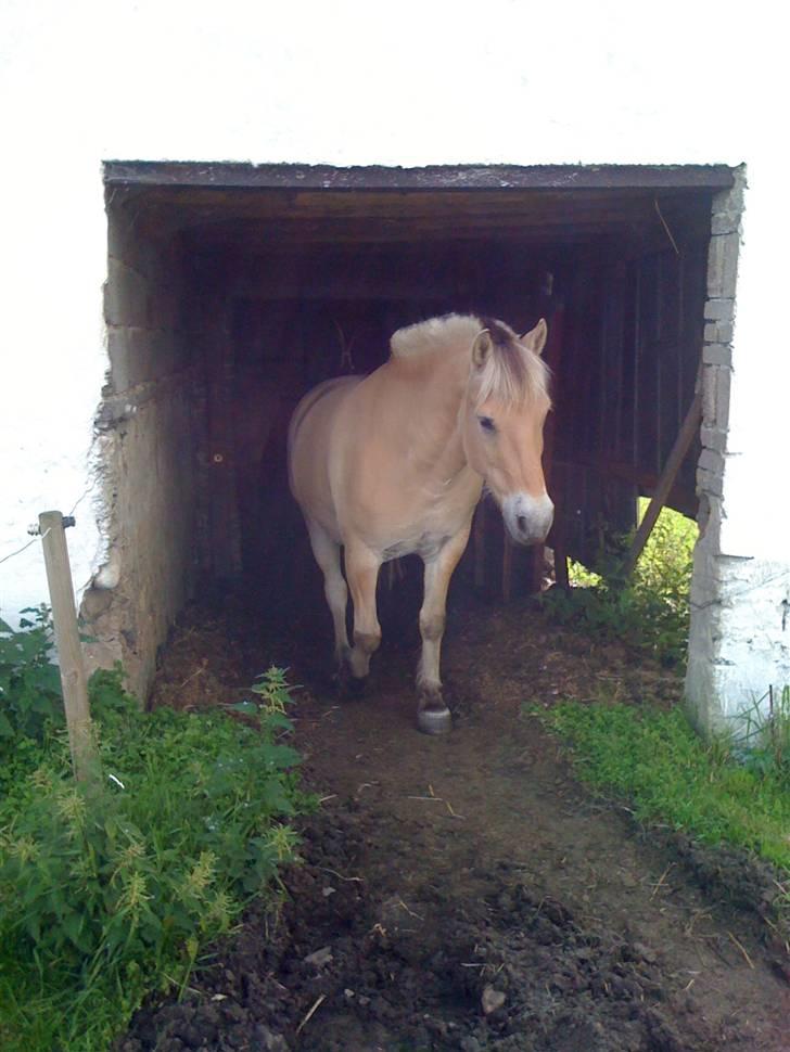 Fjordhest Tarzan<3 - <3 billede 3